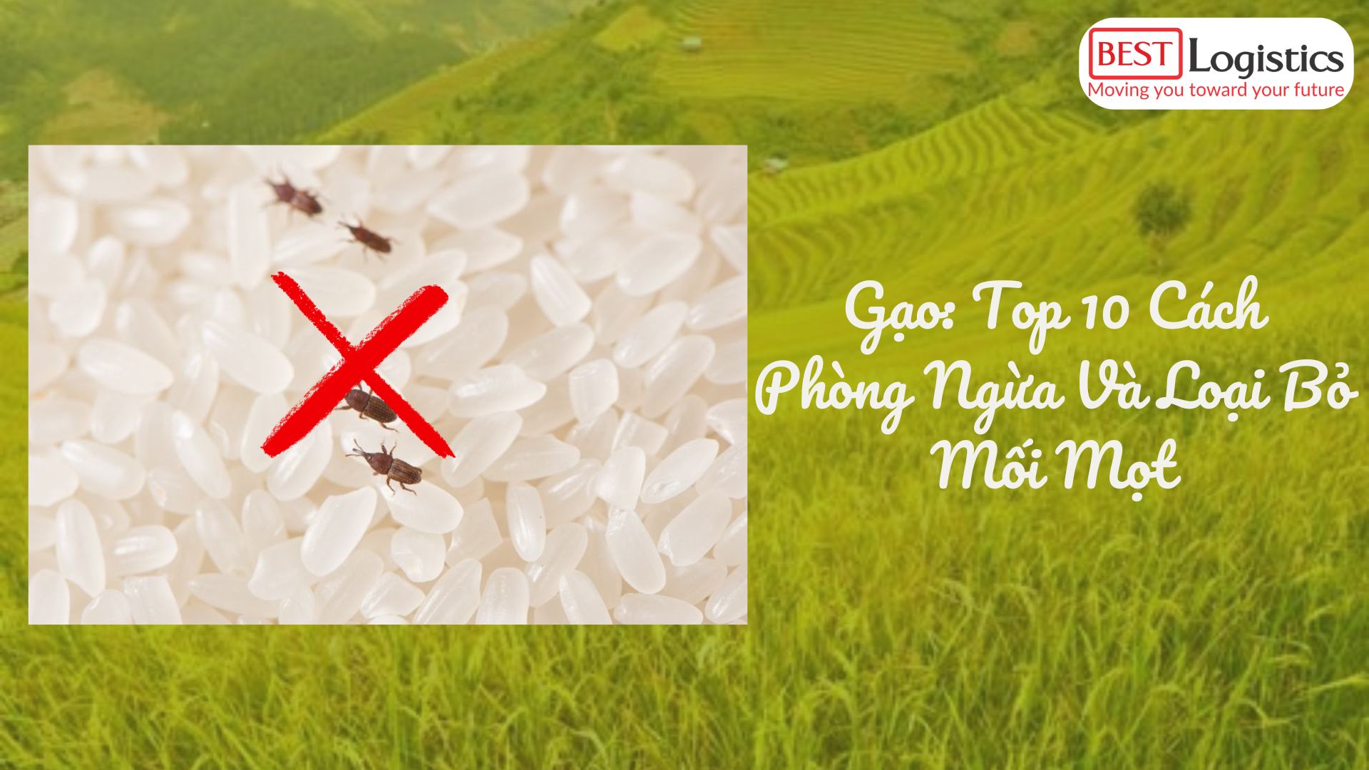 Gạo: Top 10 Cách Phòng Ngừa Và Loại Bỏ Mối Mọt