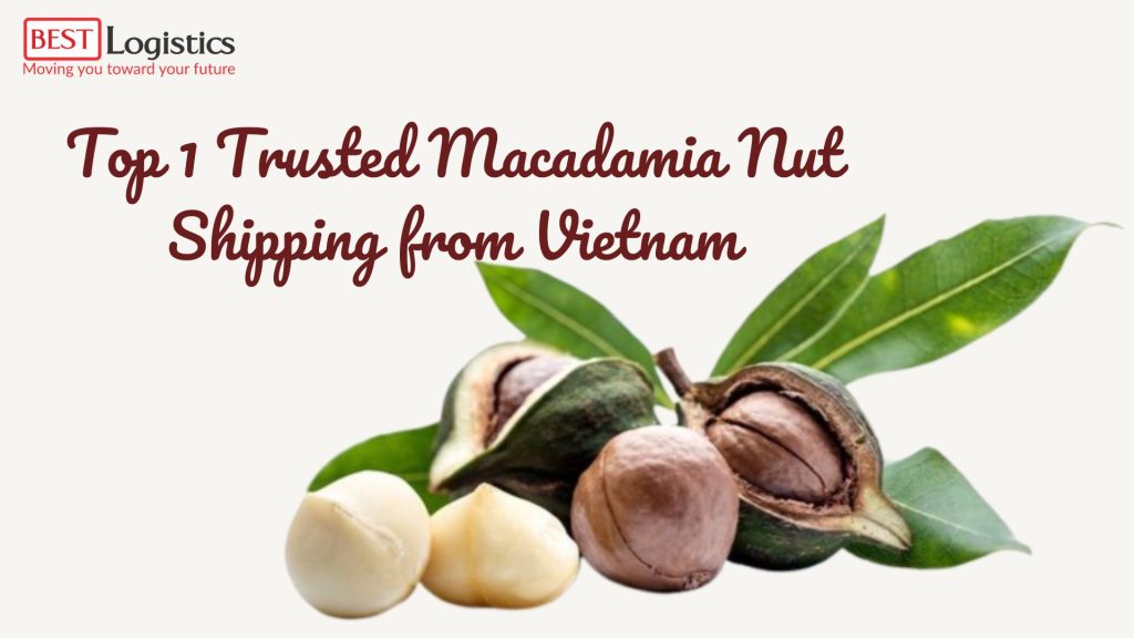 Top 1 Trusted Macadamia Nut Shipping from Vietnam