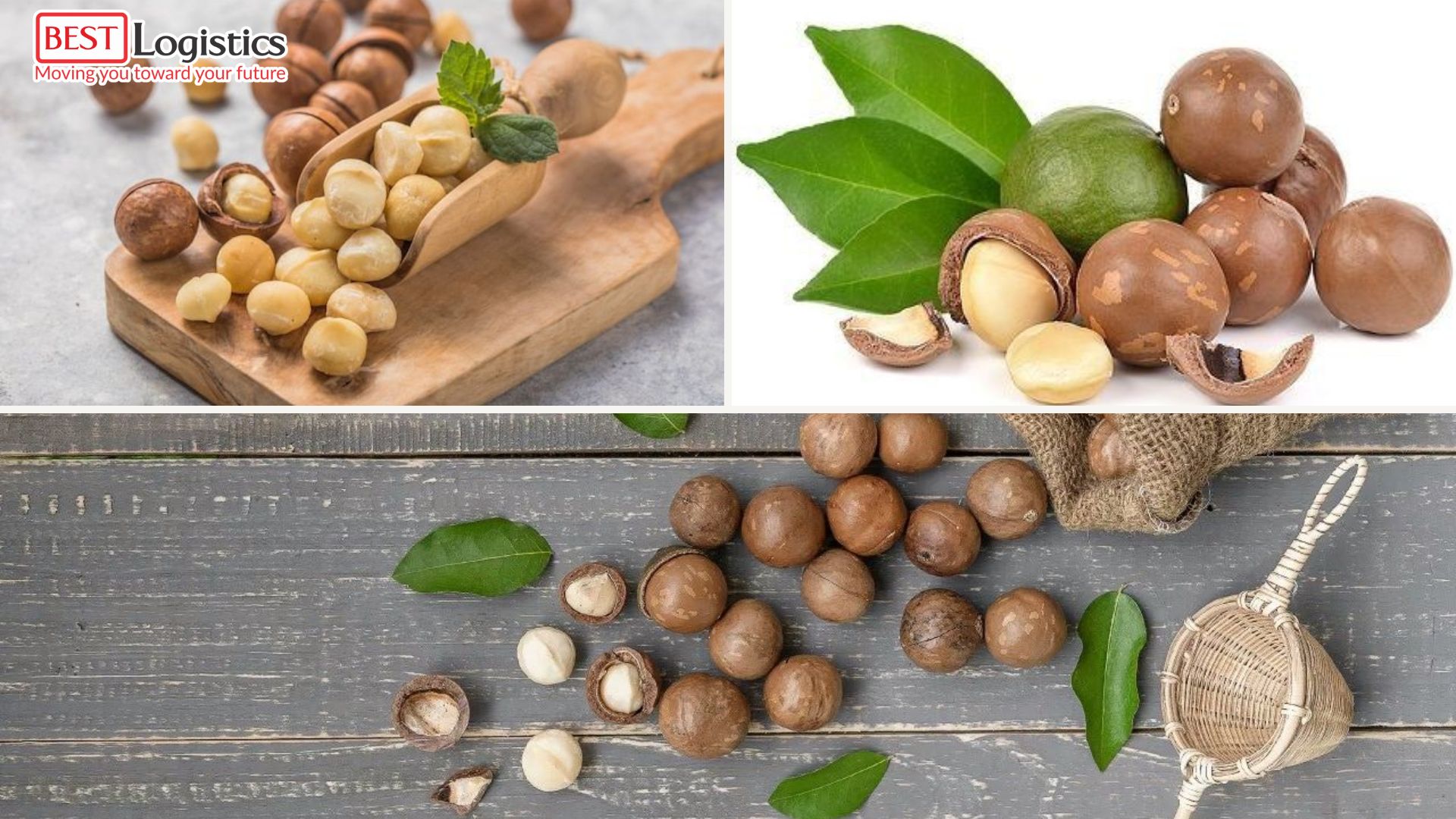 Top 1 Trusted Macadamia Nut Shipping from Vietnam