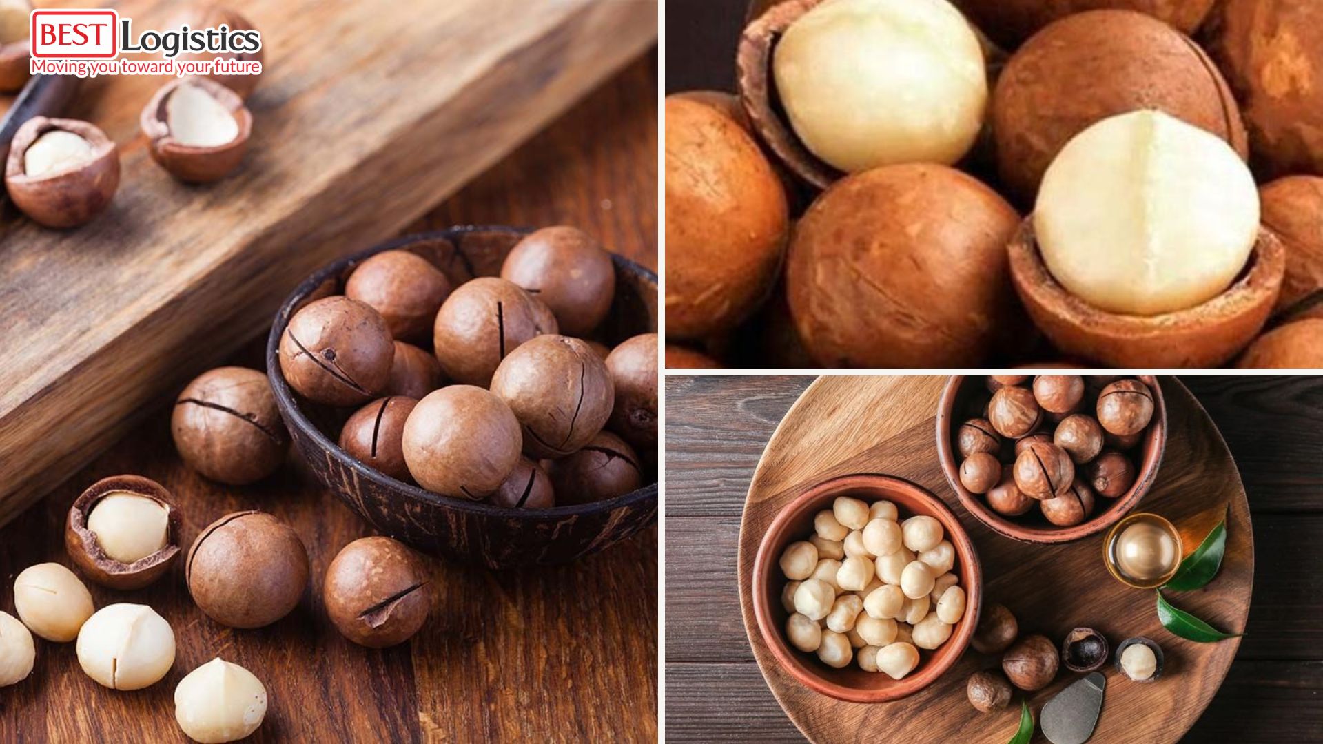 Top 1 Trusted Macadamia Nut Shipping from Vietnam