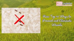 Rice: Top 10 Ways to Prevent and Eliminate Weevils