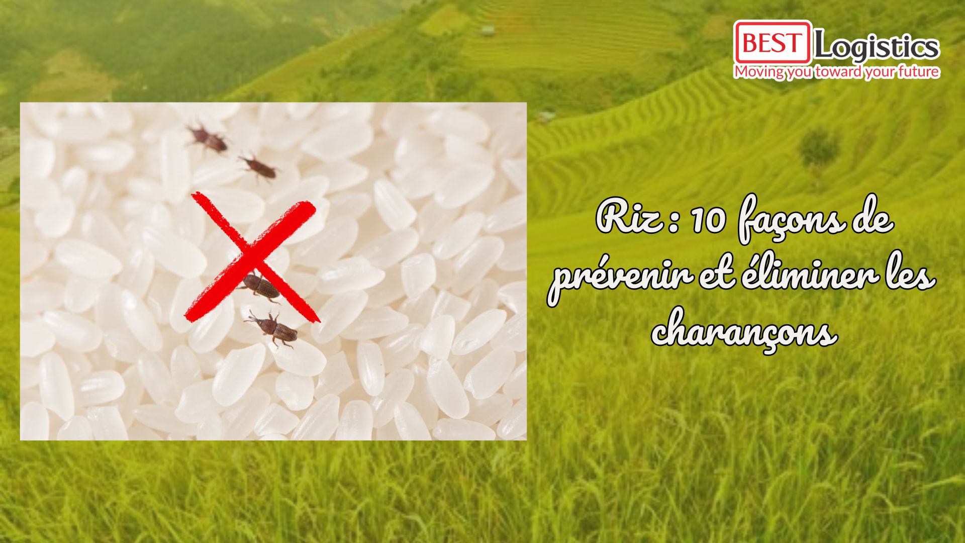 Riz : 10 façons de prévenir et éliminer les charançons