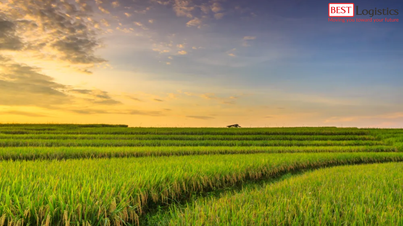 Các Thủ Tục Cần Có Khi Xuất Khẩu Gạo Sang Philippines Các Thủ Tục Cần Có Khi Xuất Khẩu Gạo Sang Philippines