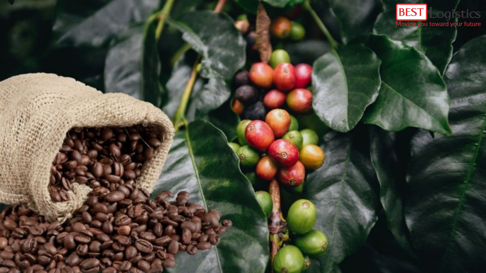 Xuất Khẩu Cà Phê Sang EU Hướng Dẫn Đầy Đủ Xuất Khẩu Cà Phê Sang EU Hướng Dẫn Đầy Đủ