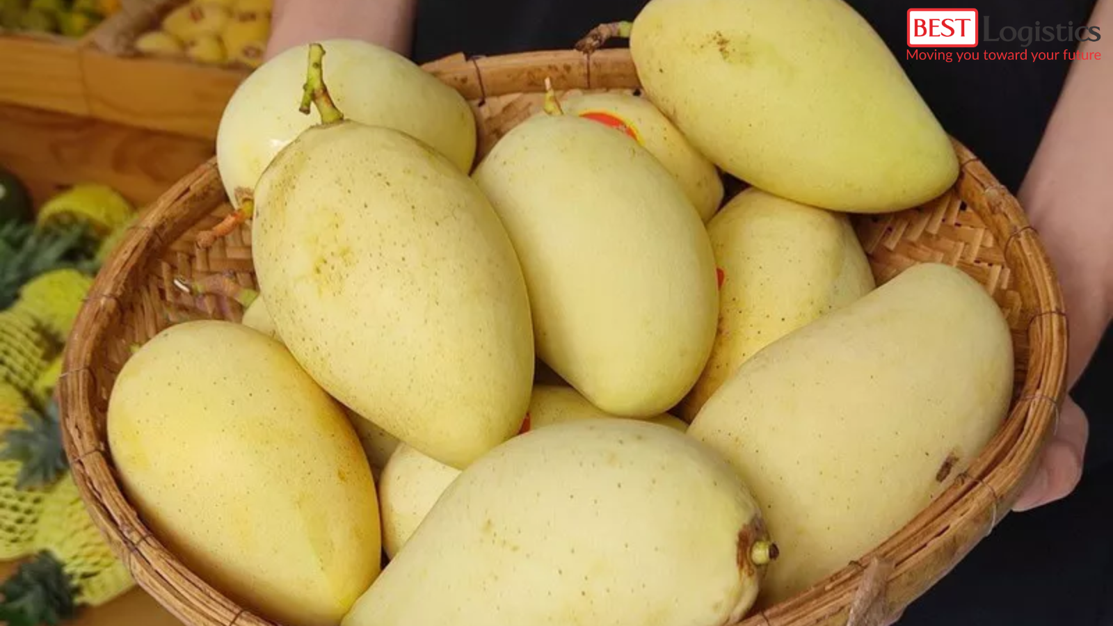 Các Thủ Tục Cần Có Khi Xuất Khẩu Xoài Tươi Từ Việt Nam Sang Nhật Bản Các Thủ Tục Cần Có Khi Xuất Khẩu Xoài Tươi Từ Việt Nam Sang Nhật Bản