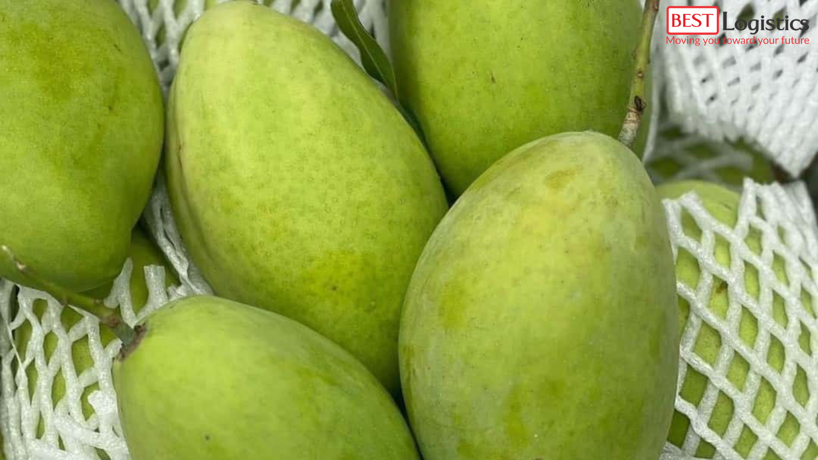 Các Thủ Tục Cần Có Khi Xuất Khẩu Xoài Tươi Từ Việt Nam Sang Nhật Bản Các Thủ Tục Cần Có Khi Xuất Khẩu Xoài Tươi Từ Việt Nam Sang Nhật Bản