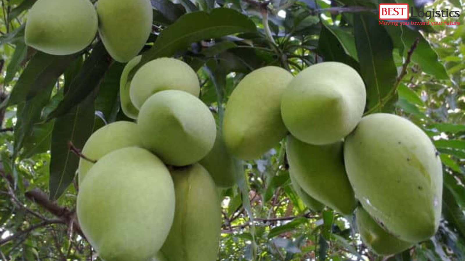 Các Thủ Tục Cần Có Khi Xuất Khẩu Xoài Tươi Từ Việt Nam Sang Nhật Bản Các Thủ Tục Cần Có Khi Xuất Khẩu Xoài Tươi Từ Việt Nam Sang Nhật Bản