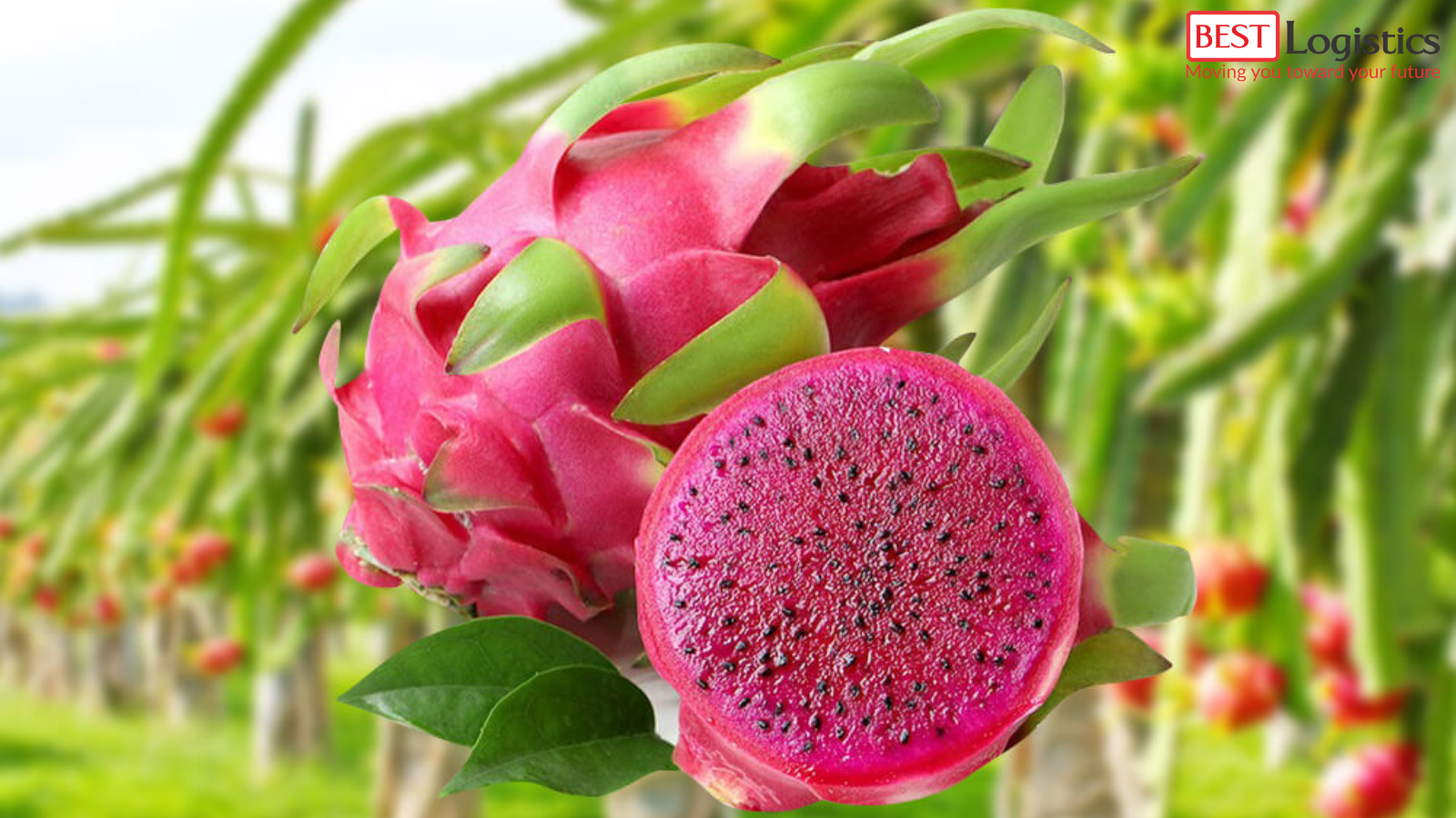 12 Lưu Ý Quan Trọng Khi Xuất Khẩu Thanh Long Sang Thị Trường Úc 12 Lưu Ý Quan Trọng Khi Xuất Khẩu Thanh Long Sang Thị Trường Úc