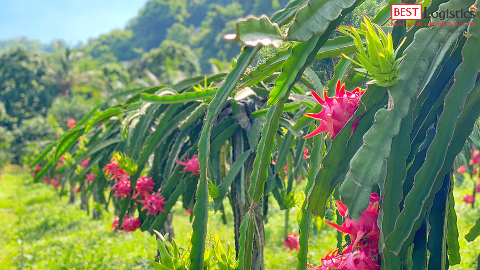 12 Lưu Ý Quan Trọng Khi Xuất Khẩu Thanh Long Sang Thị Trường Úc 12 Lưu Ý Quan Trọng Khi Xuất Khẩu Thanh Long Sang Thị Trường Úc