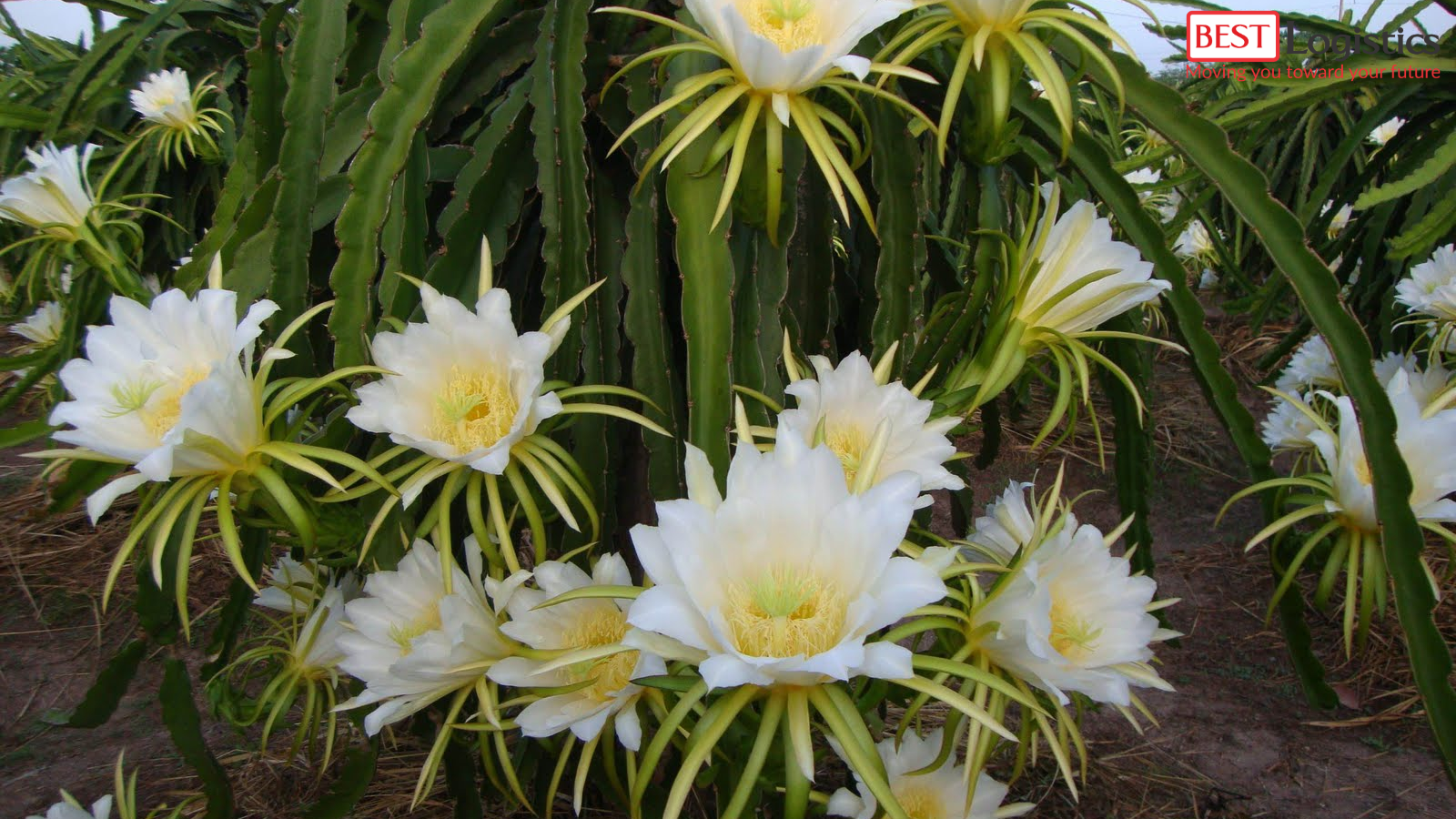 12 Lưu Ý Quan Trọng Khi Xuất Khẩu Thanh Long Sang Thị Trường Úc 12 Lưu Ý Quan Trọng Khi Xuất Khẩu Thanh Long Sang Thị Trường Úc