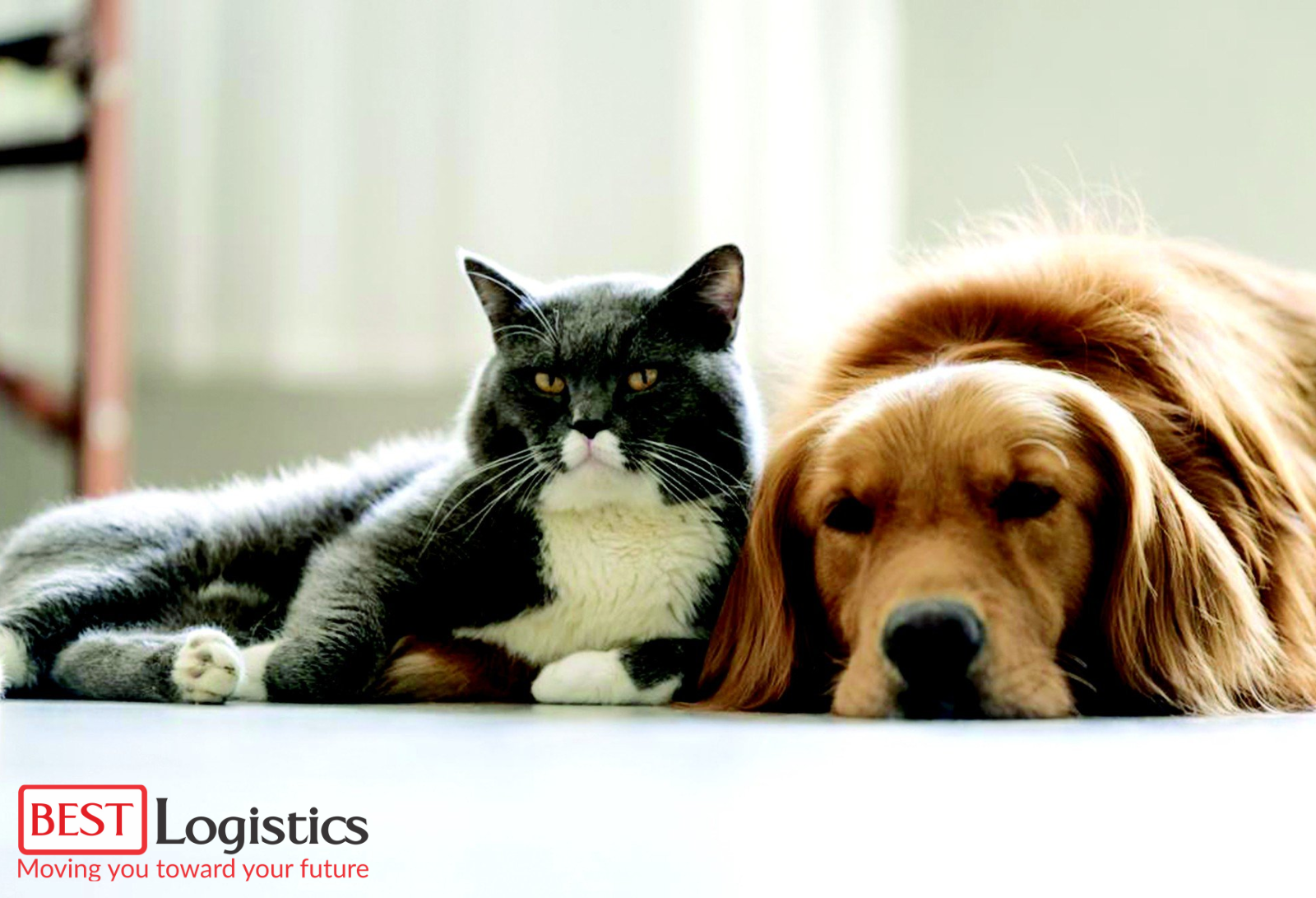 Các Lưu Ý Khi Vận Chuyển Thú Cưng Nội Địa Tại Việt Nam Các Lưu Ý Khi Vận Chuyển Thú Cưng Nội Địa Tại Việt Nam