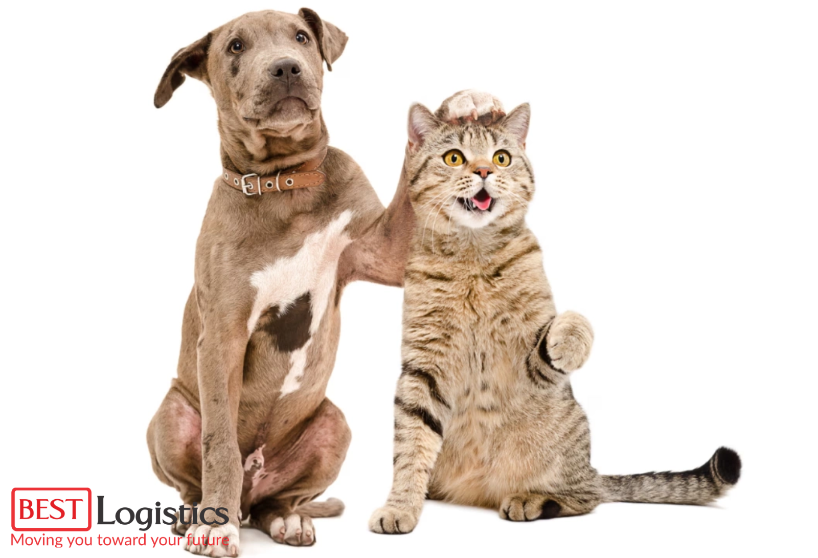 Các Lưu Ý Khi Vận Chuyển Thú Cưng Nội Địa Tại Việt Nam Các Lưu Ý Khi Vận Chuyển Thú Cưng Nội Địa Tại Việt Nam