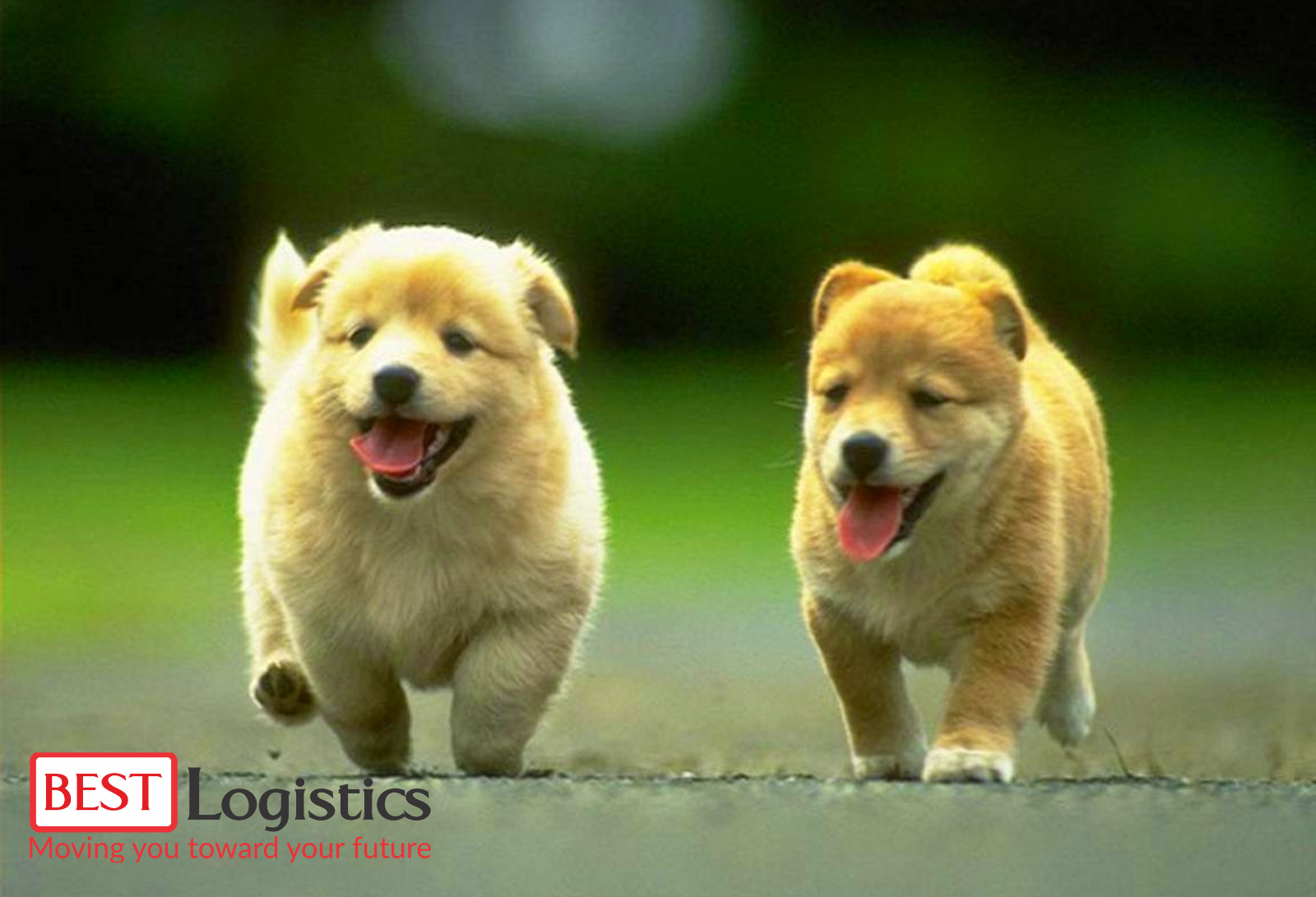 Các Lưu Ý Khi Vận Chuyển Thú Cưng Đi Nước Ngoài – Chủ Nuôi Cần Biết Các Lưu Ý Khi Vận Chuyển Thú Cưng Đi Nước Ngoài – Chủ Nuôi Cần Biết