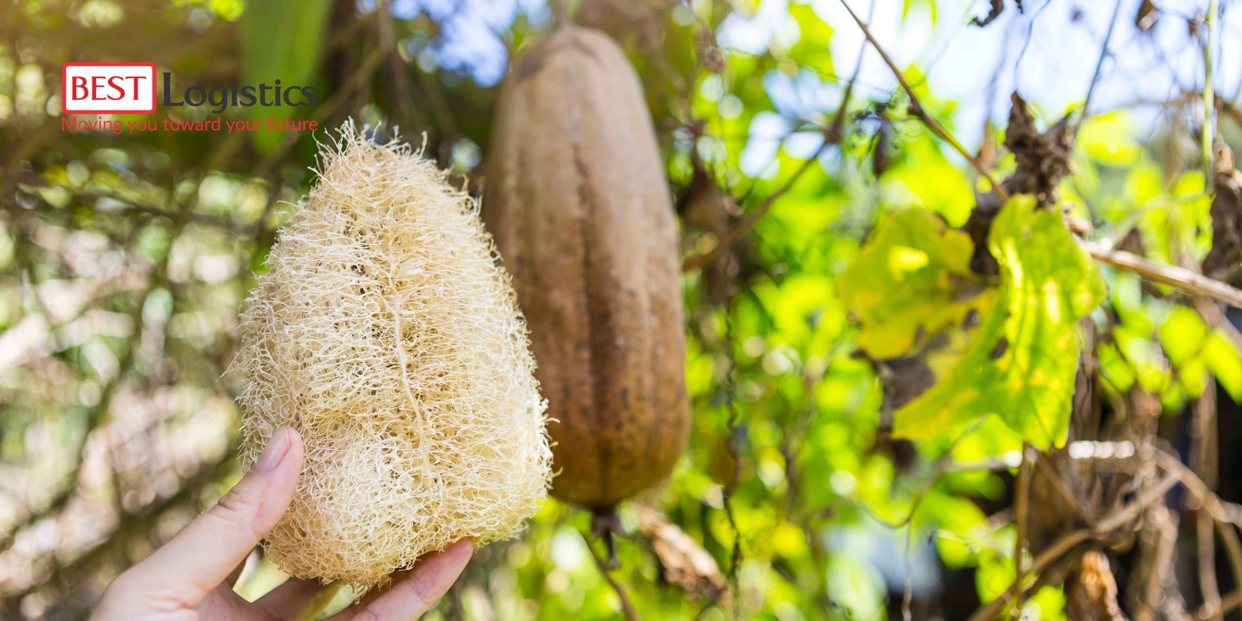 Gửi Xơ Mướp Đi Châu Âu: Hướng Dẫn Toàn Diện Cho Người Xuất Khẩu