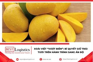 Gửi xoài đi Ấn Độ và cách đóng gói xoài tươi
